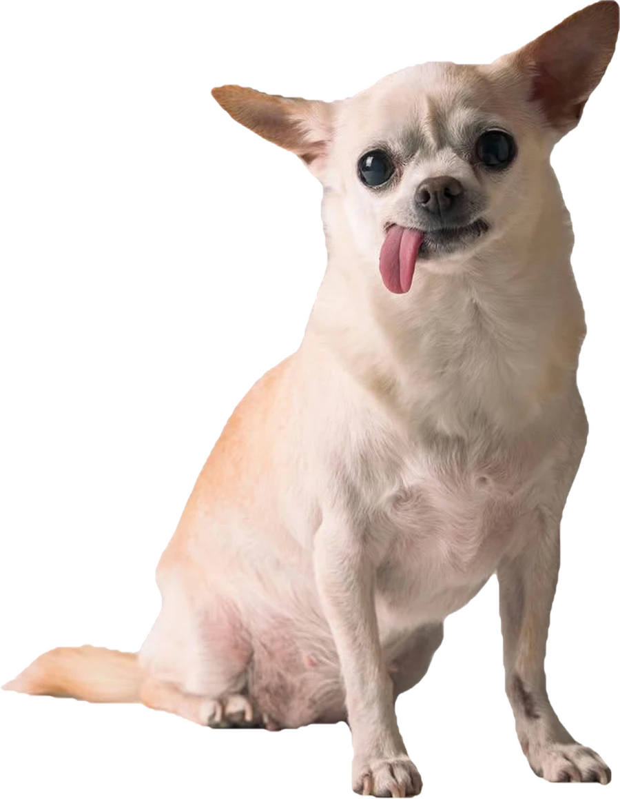 Chihuahua istuu kieli ulkona ja katsoo kameraan